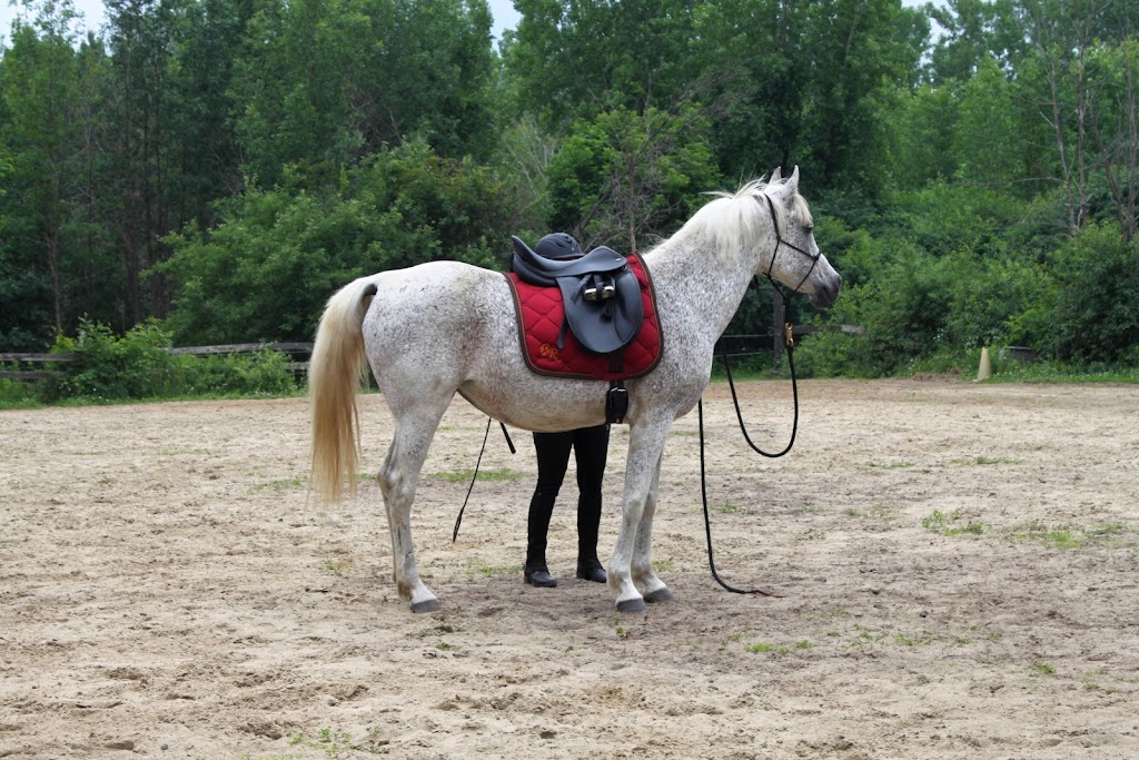 Equestrian Riding Center Bonanza | 65 Chem. de lÉquerre, Laval, QC H7L 1W3, Canada | Phone: (450) 625-6031