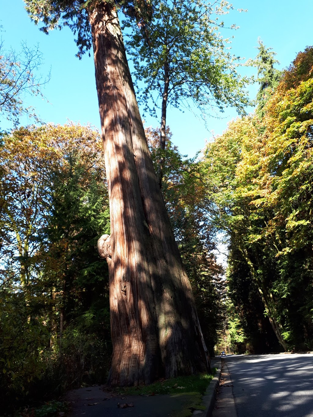 Hollow Tree | Rawlings Trail, Vancouver, BC V6G, Canada | Phone: (604) 873-7000