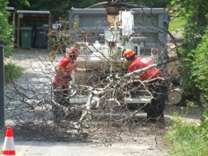 Scie Mon Arbre Inc | 1450 Chem. de la Rivière, Sainte-Agathe-des-Monts, QC J8C 0X8, Canada | Phone: (819) 321-3796