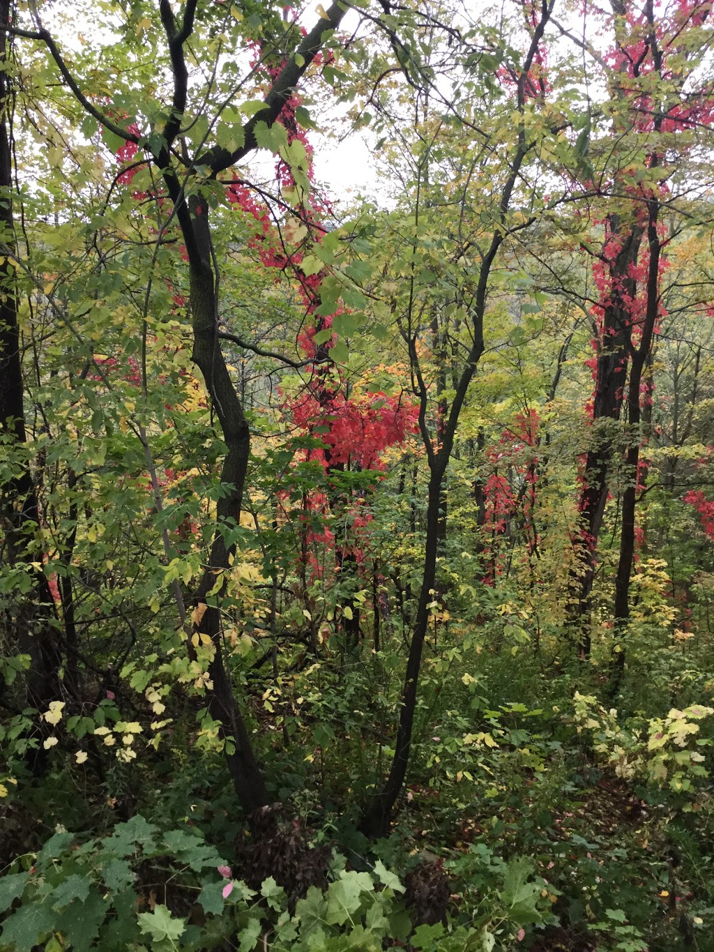 Bruce trail | 2C0, Bruce Trail, Vineland, ON L0R 2C0, Canada