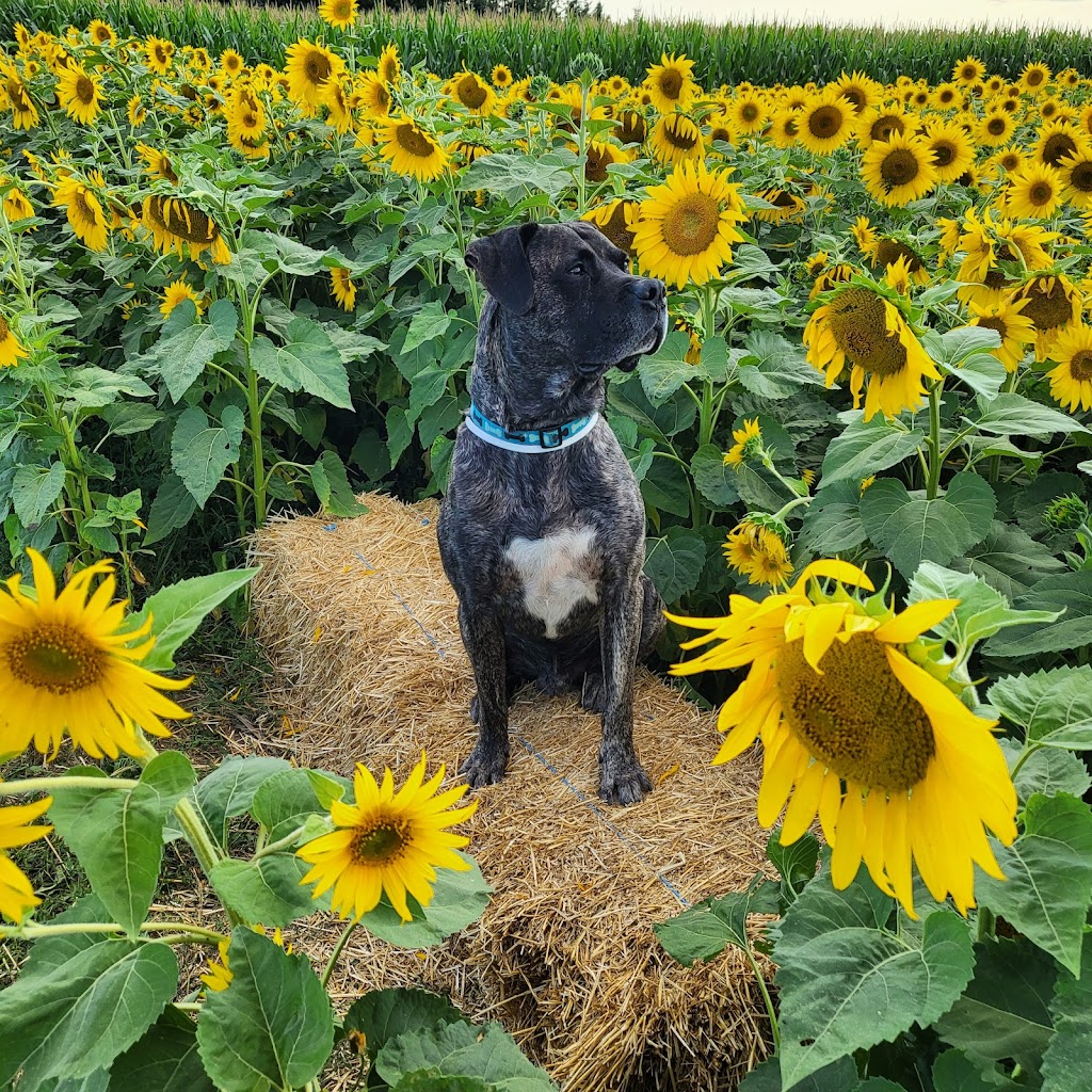 Sunflowers on 86 | 8670 Perth County Line 86, Listowel, ON N4W 3G8, Canada | Phone: (519) 588-4674