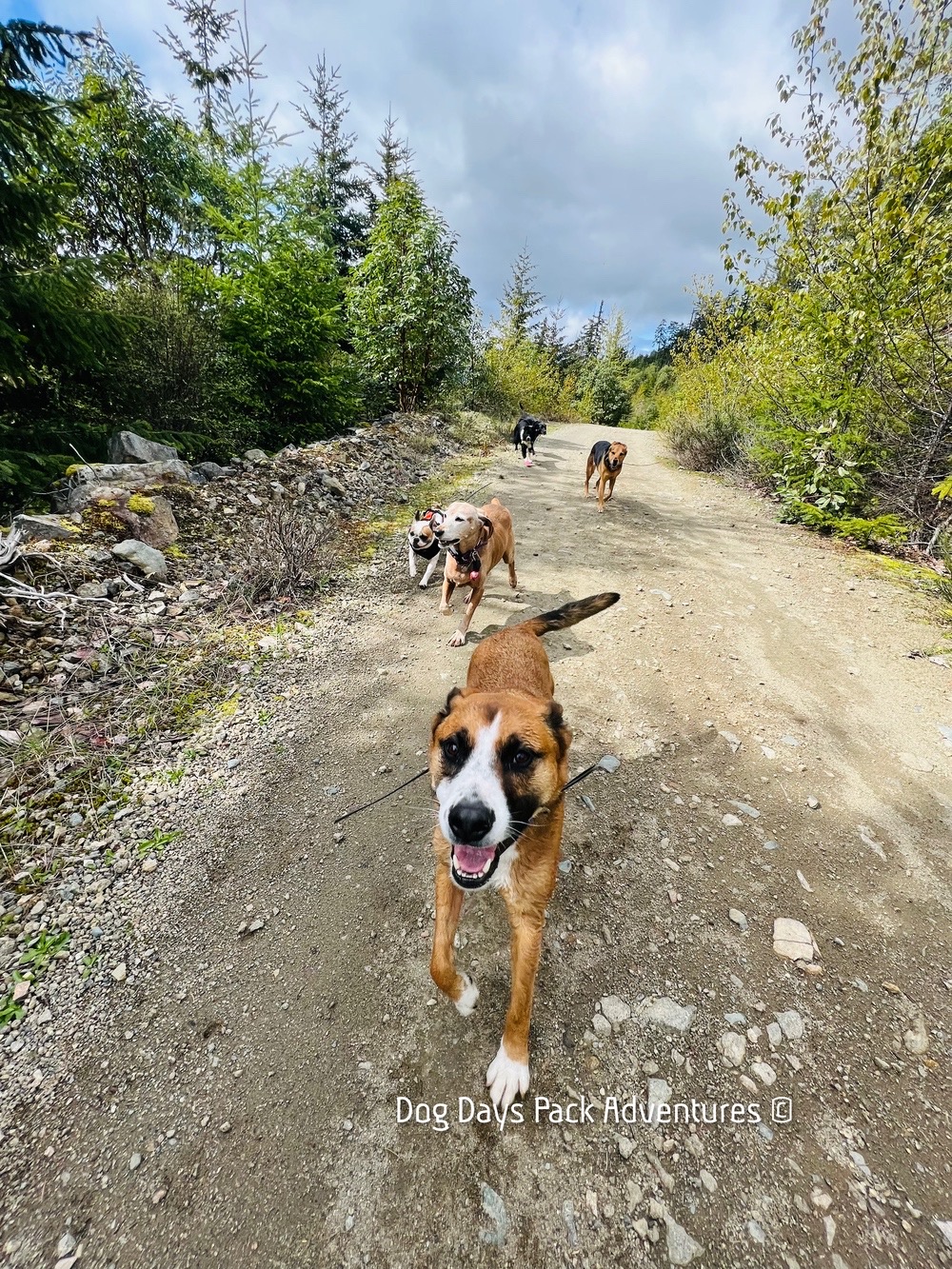 Dog Days Pack Adventures | Irwin St, Nanaimo, BC V9R 4X1, Canada | Phone: (250) 667-4413