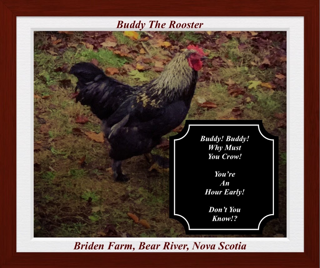 Briden Farm | 60 Rice Mullen Rd, Bear River, NS B0S 1B0, Canada | Phone: (902) 907-0770