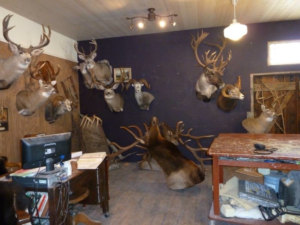 Apex Wildlife Art | 507 10 St S, Cranbrook, BC V1C 1S5, Canada | Phone: (250) 489-9185