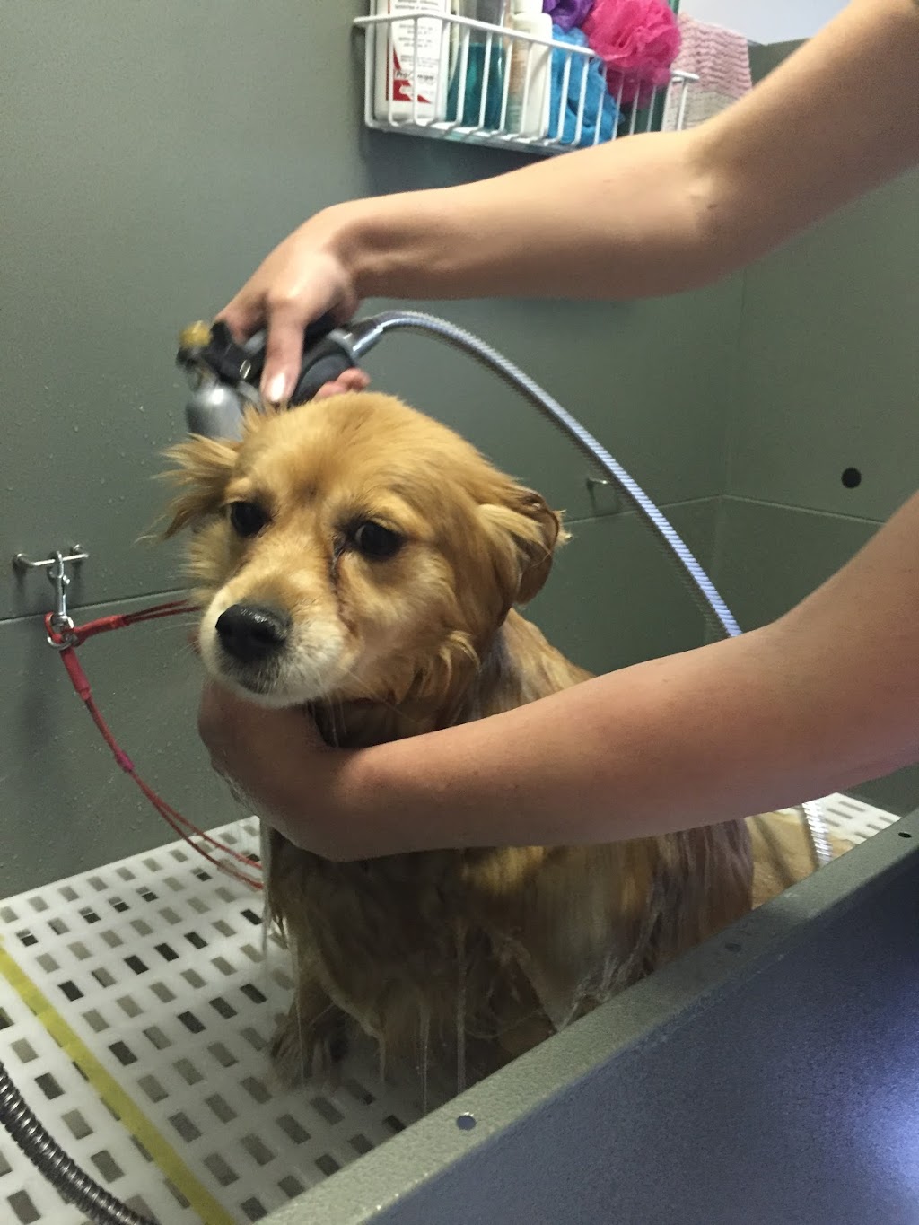 Klassy k9z Dog Grooming | 45 Rue Watterson, Baie-dUrfé, QC H9X 3C7, Canada | Phone: (514) 975-5607