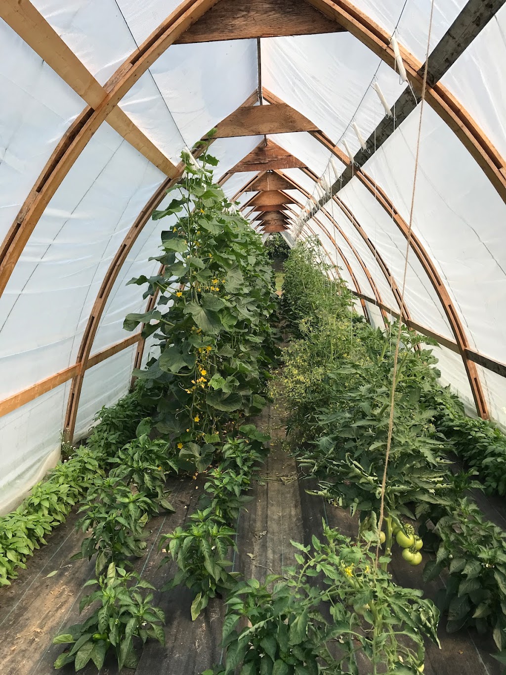 First Light Farm | 2009 Big Eddy Rd, Revelstoke, BC V0E 3K0, Canada | Phone: (250) 661-7149