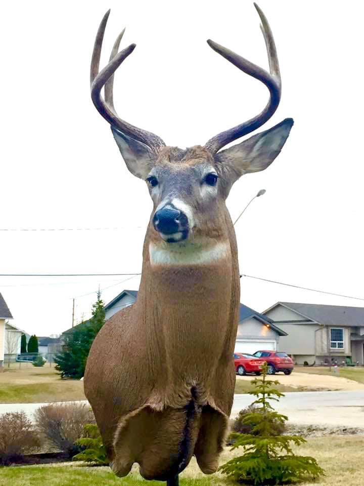 Wild North Taxidermy | 14 Rosa St, Lorette, MB R5K 1E2, Canada | Phone: (204) 226-8718