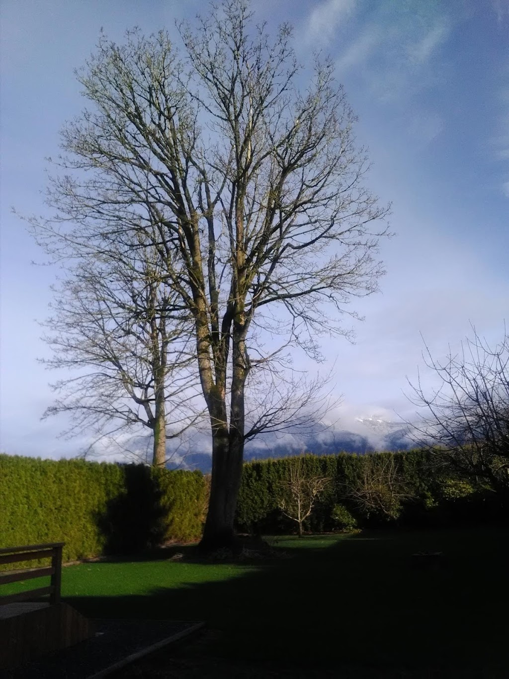 Agassiz Hedge & Tree Service | 2894 Cameron Rd, Agassiz, BC V0M 1A0, Canada | Phone: (604) 703-3934