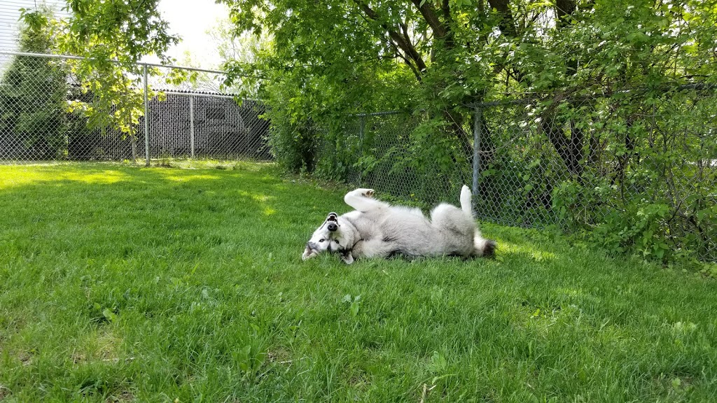 Parc à Chien Alexis-Carel Dog Park | 1111 Avenue Cardinal #1089, Boisbriand, QC J7G 3J2, Canada