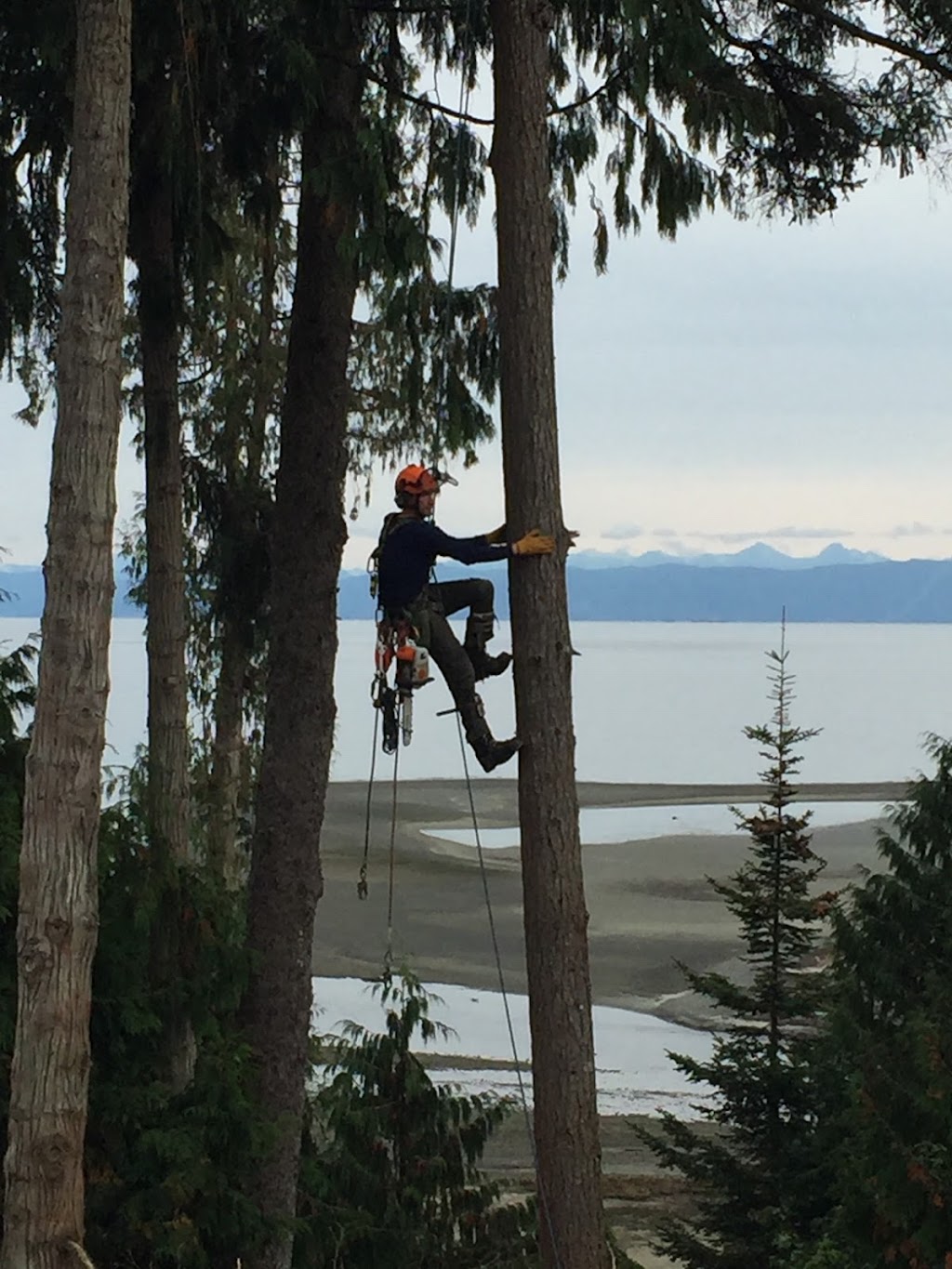 Treeco Tree Service | Coombs, BC V0R 1M0, Canada | Phone: (250) 228-8733