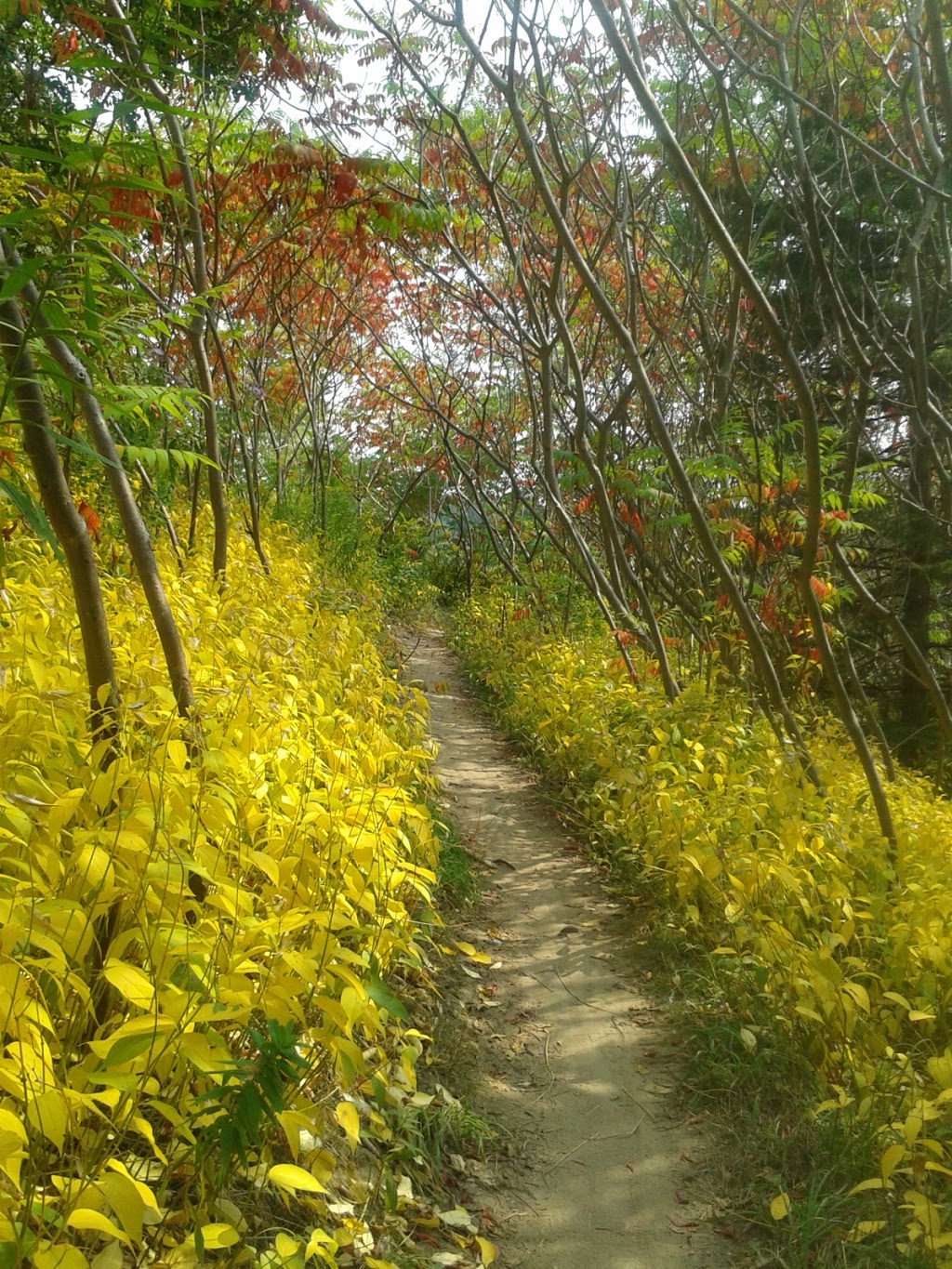 Thomas Hauser Memorial Trailhead | Crothers Woods Trail, Toronto, ON M4H 1P6, Canada