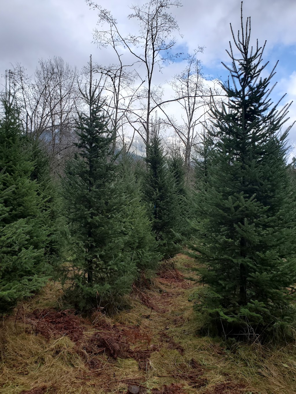 Tradition Christmas Trees | 49451 Voight Rd, Chilliwack, BC V4Z 1E9, Canada | Phone: (604) 824-5618