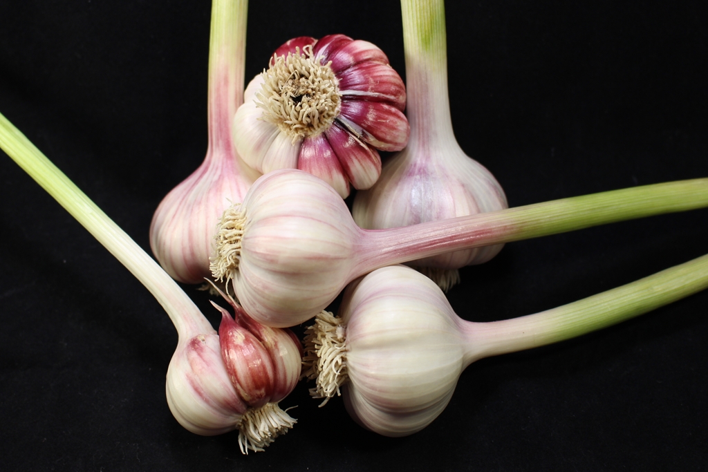 Jardin Nature Ail Garlic | 729 QC-255, Dudswell, QC J0B 1G0, Canada | Phone: (819) 388-1309