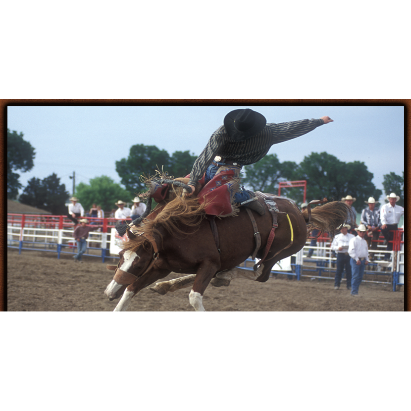 Steady Brook Saddlery | 303 Etter Rd, Mount Uniacke, NS B0N 1Z0, Canada | Phone: (902) 866-4055