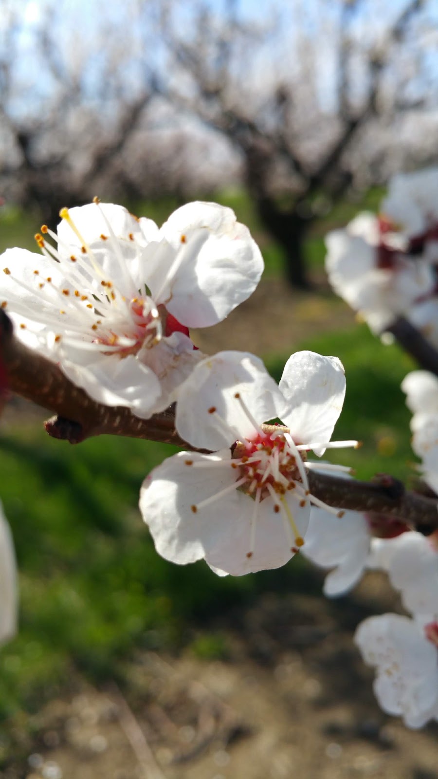 Ontario Tender Fruit Producers Marketing Board | 1634 S Service Rd, St. Catharines, ON L2R 6P9, Canada | Phone: (905) 688-0990