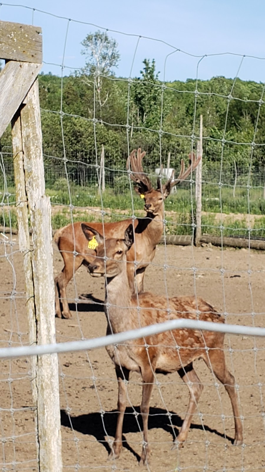 La Ferme Renaissance (Sanglier & Cerf Rouge) | 1120 2e Rang S, Weedon, QC J0B 3J0, Canada | Phone: (819) 877-2813