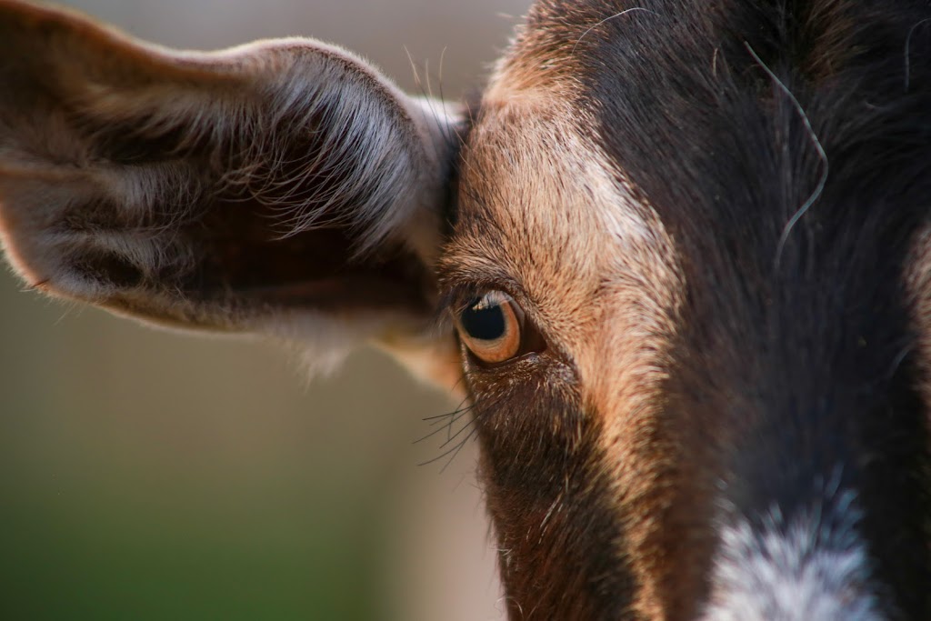 Emerald Isle Goat Creamery and Artisan Cheeses | 1231 Trans-Canada Hwy RR#1, Belle River, PE C0A 1B0, Canada | Phone: (902) 962-3497