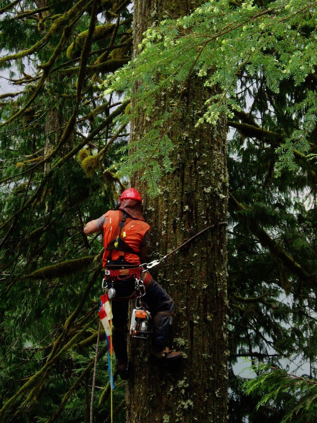 PseudoTsuga Timber | 41160 Rockridge Pl, Squamish, BC V8B 0S4, Canada | Phone: (604) 833-0746