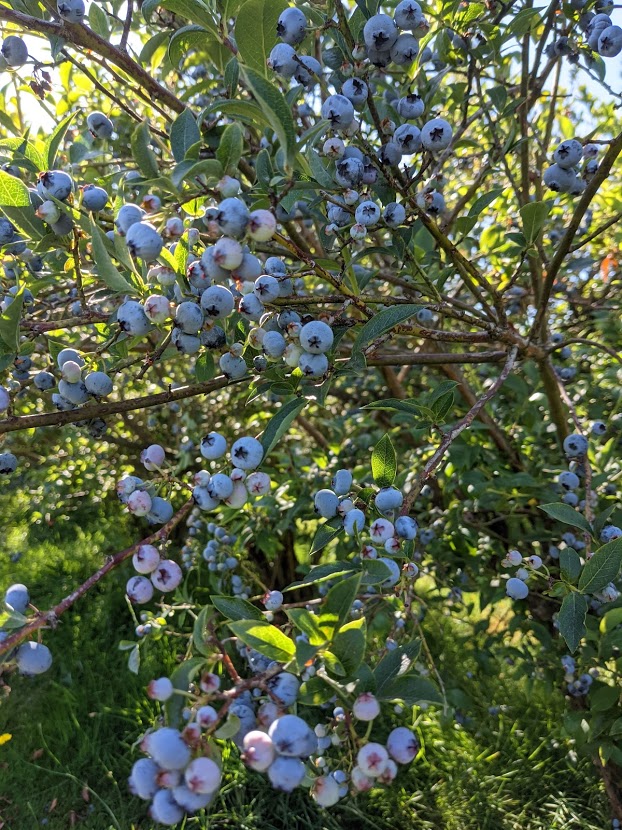 Lougheed Blueberry U-Pick Farm | 19000 River Rd, Richmond, BC V6V 1M3, Canada | Phone: (604) 270-1477