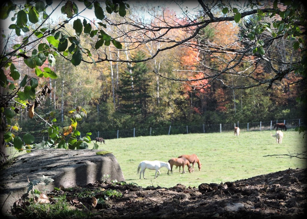 Ranch thérapeutique cheval de soie | 580 Chemin du Sanctuaire, Sherbrooke, QC J1H 0E1, Canada | Phone: (819) 620-3377