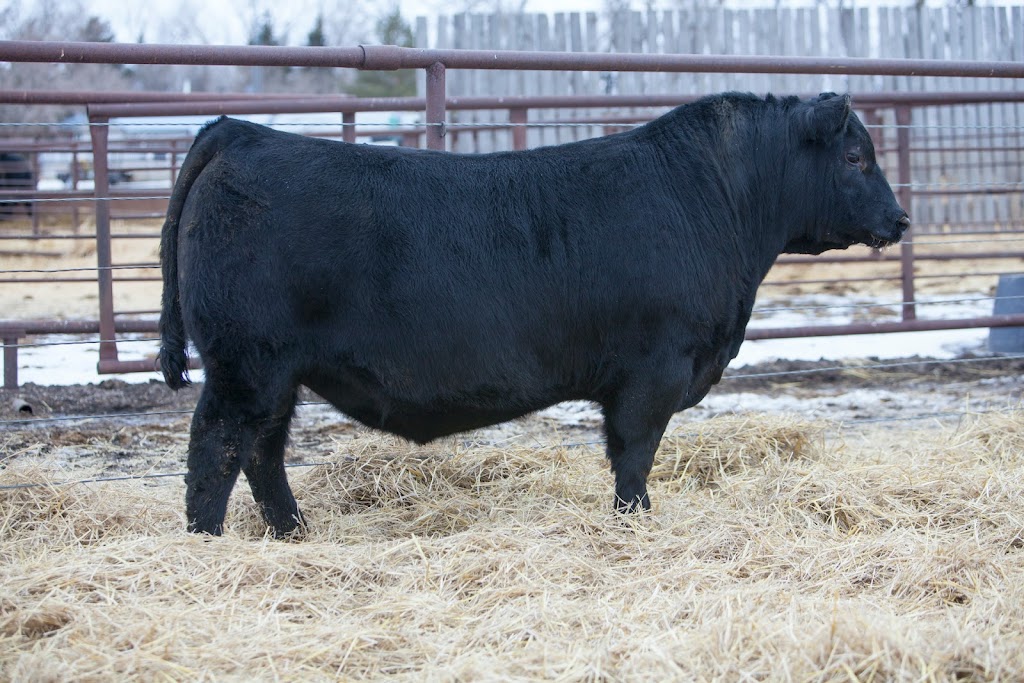 Rivercrest Angus Ranch | Range Rd 143, Galahad, AB T0B 1R0, Canada | Phone: (403) 740-4978