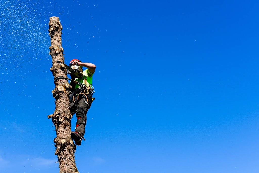 Advantage Tree Care | 1266 Dunsterville Ave, Victoria, BC V8Z 2W8, Canada | Phone: (250) 508-4445