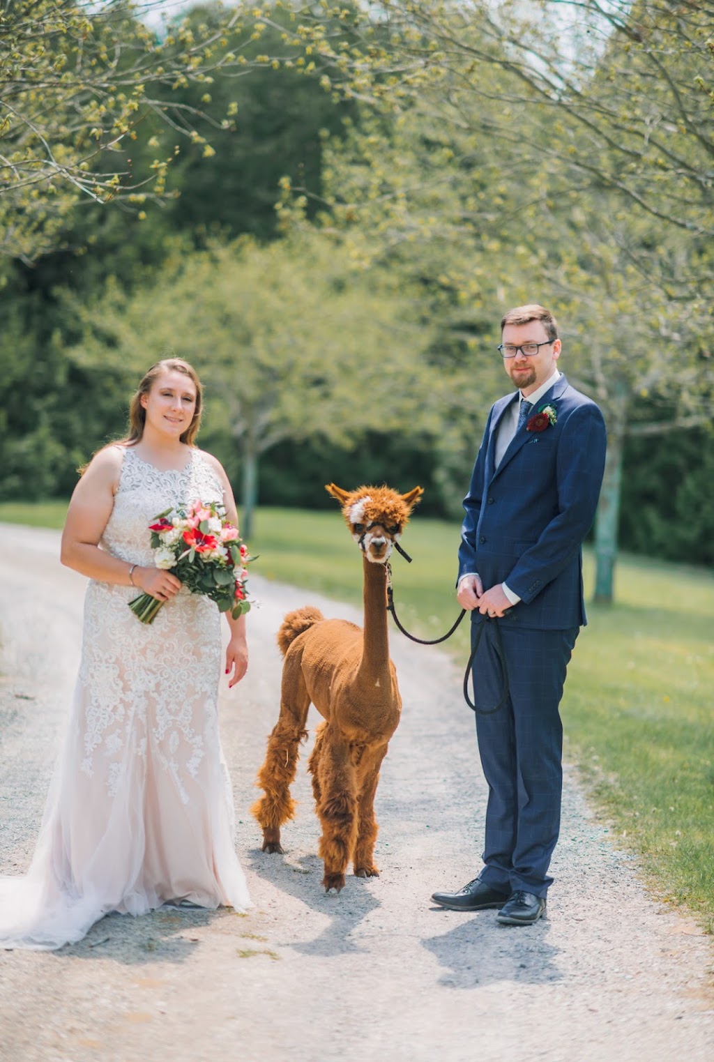 COLD SPRINGS ALPACAS | 8480 Cold Springs Camp Rd, Campbellcroft, ON L0A 1B0, Canada | Phone: (416) 579-3549