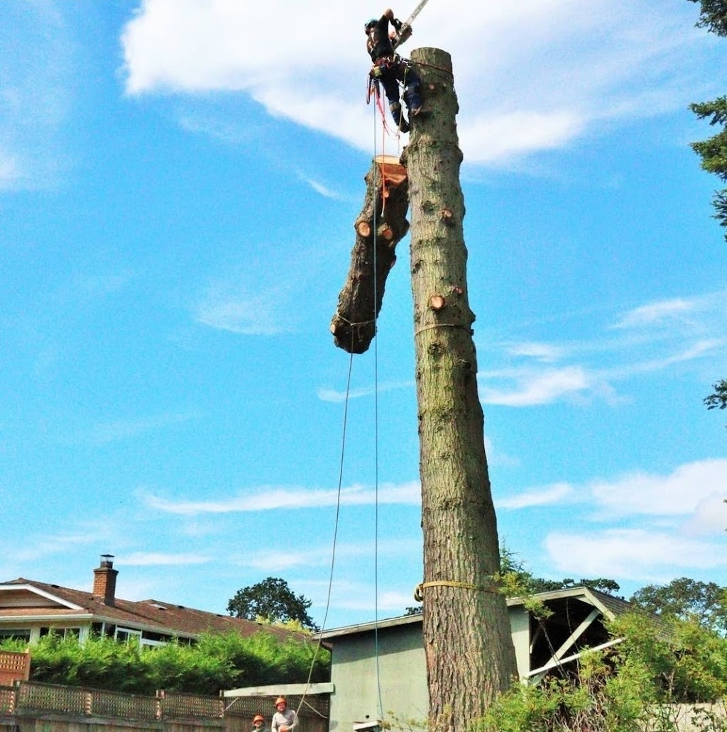 Tree Beard Arbor Care | 4961 Lochside Dr, Victoria, BC V8Y 2E6, Canada | Phone: (250) 516-9683