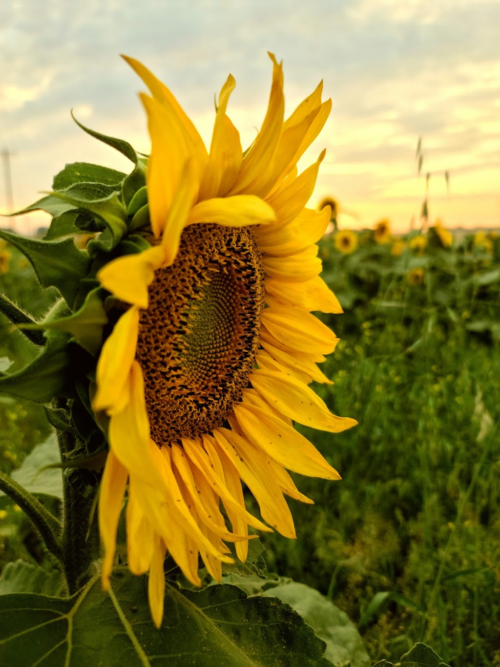 Sunflower Valley Farms | 25528 Township Rd 410, LACOMBE COUNTY, AB T4L 2N4, Canada | Phone: (403) 506-3374