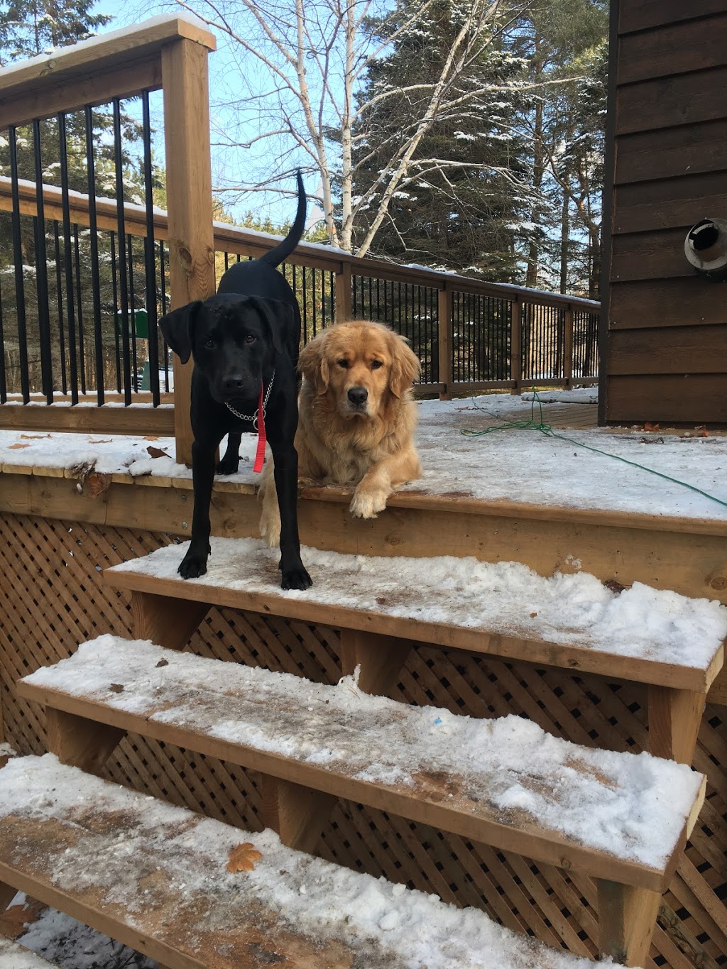 Radiopet Hidden Dog Fencing | 252 Wessenger Dr, Barrie, ON L4N 8R4, Canada | Phone: (705) 739-8885