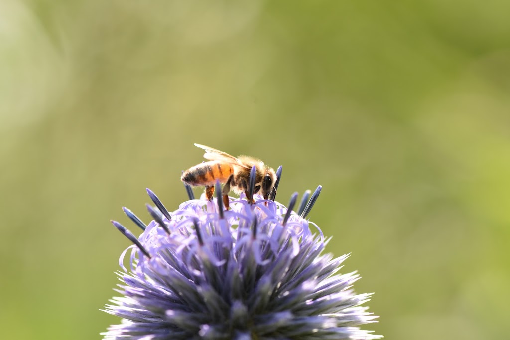 Ontario Beekeepers Association | West Door C, 5420 Hwy 6 Suite 185, Guelph, ON N1H 6J2, Canada | Phone: (905) 636-0661