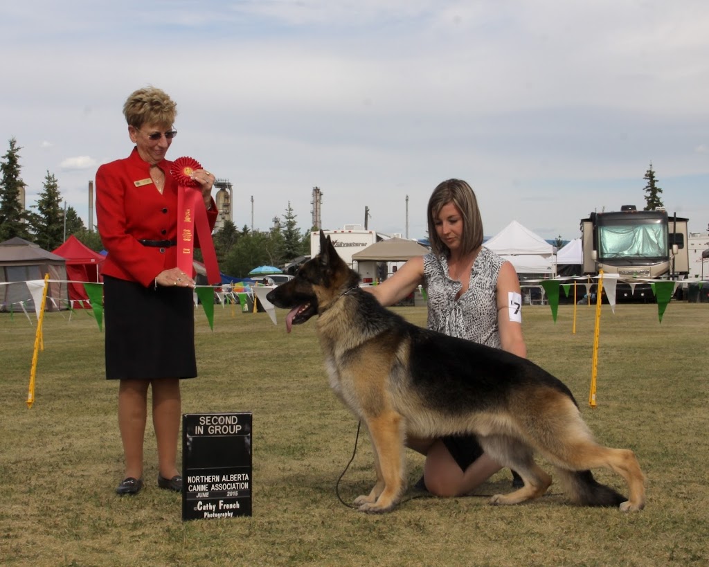 Edale German Shepherds | Cinnamon Dr, Alberta T0B 4J2, Canada | Phone: (780) 662-4843