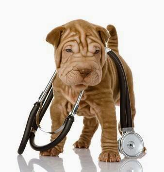 Oxford County Veterinary Clinic | 570 Ingersoll Ave, Woodstock, ON N4S 4Y2, Canada | Phone: (519) 290-9400