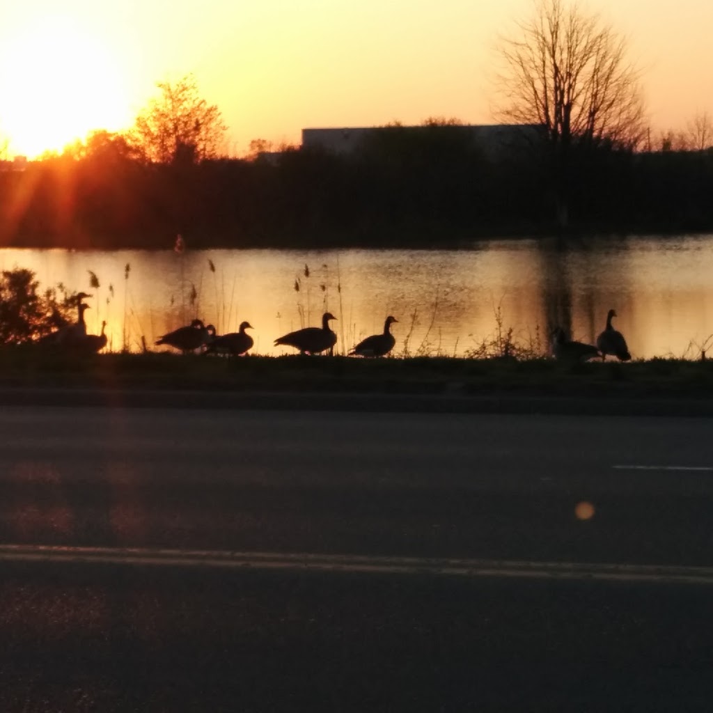 Brick Ponds Wetland Reserve | 64 Springbank Ave S, Woodstock, ON N4S 4B3, Canada