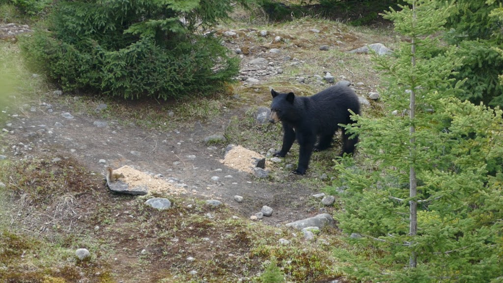 Réserve faunique des Laurentides | Route QC-175 Km 94, Sainte-Brigitte-de-Laval, QC G0A 3K0, Canada | Phone: (418) 528-6868