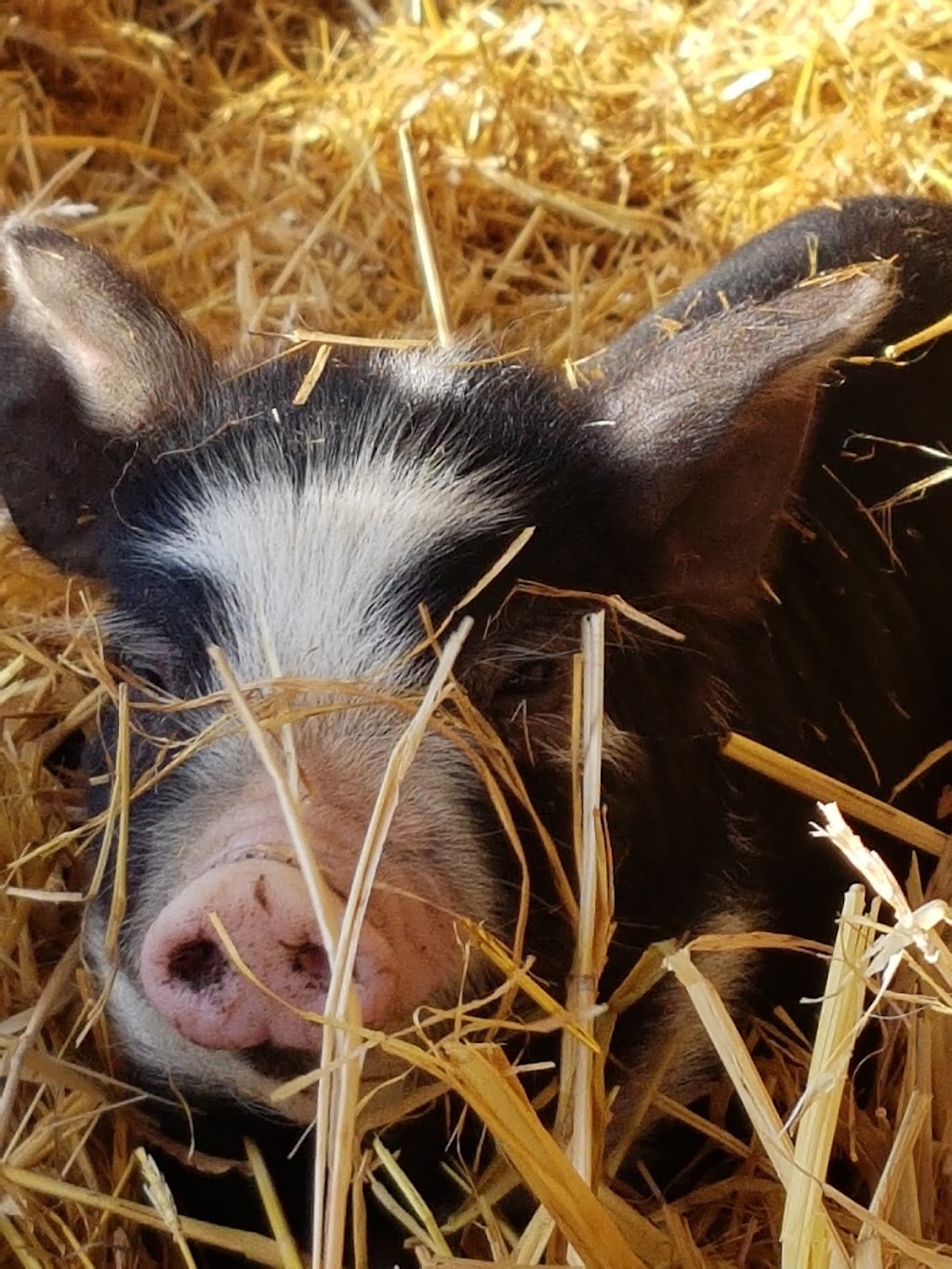 Cobblestone Farm Berkshire Pigs | Box 92, Imperial, SK S0G 2J0, Canada | Phone: (306) 715-2042