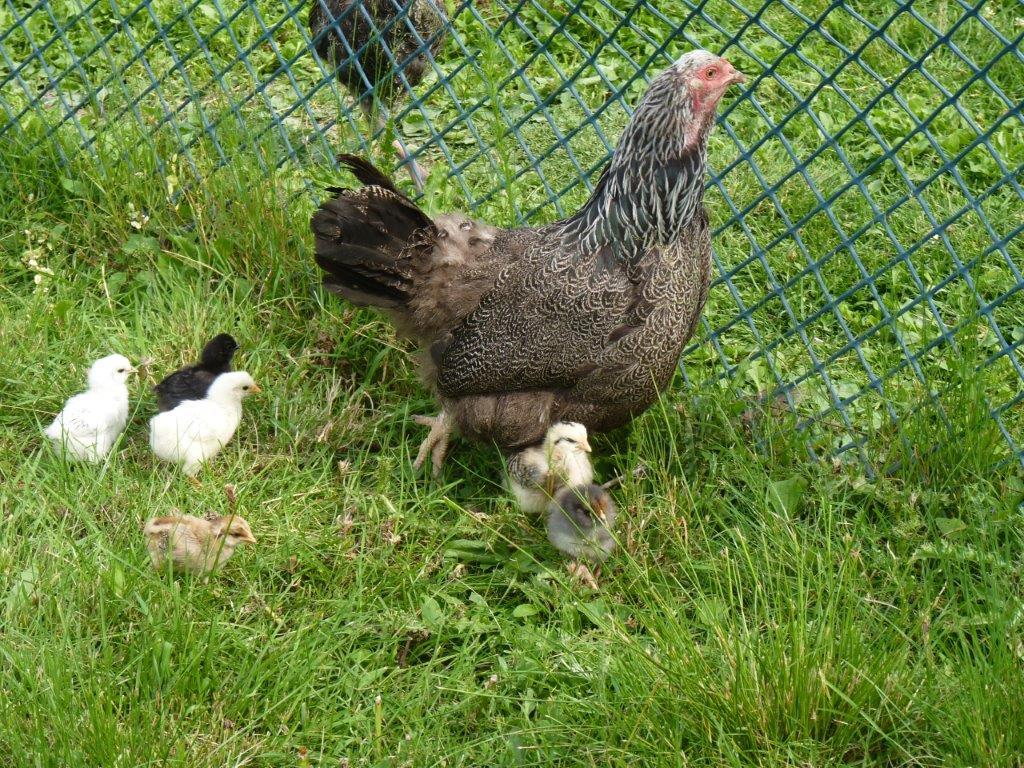 Ferme les trois coteaux | 24 Rang Thomas, Notre-Dame-de-la-Paix, QC J0V 1P0, Canada | Phone: (819) 522-6330