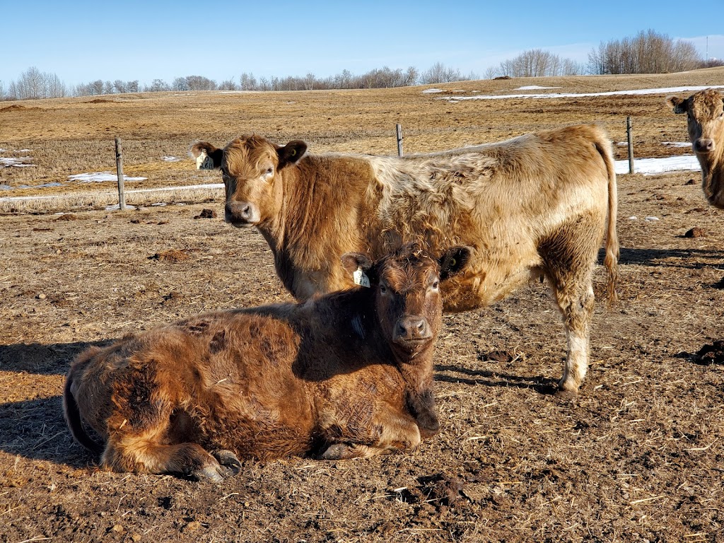 Cabin on the Coulee Farm | NE-14-37-13-W4, Castor, AB T0C 0X0, Canada | Phone: (587) 876-3121