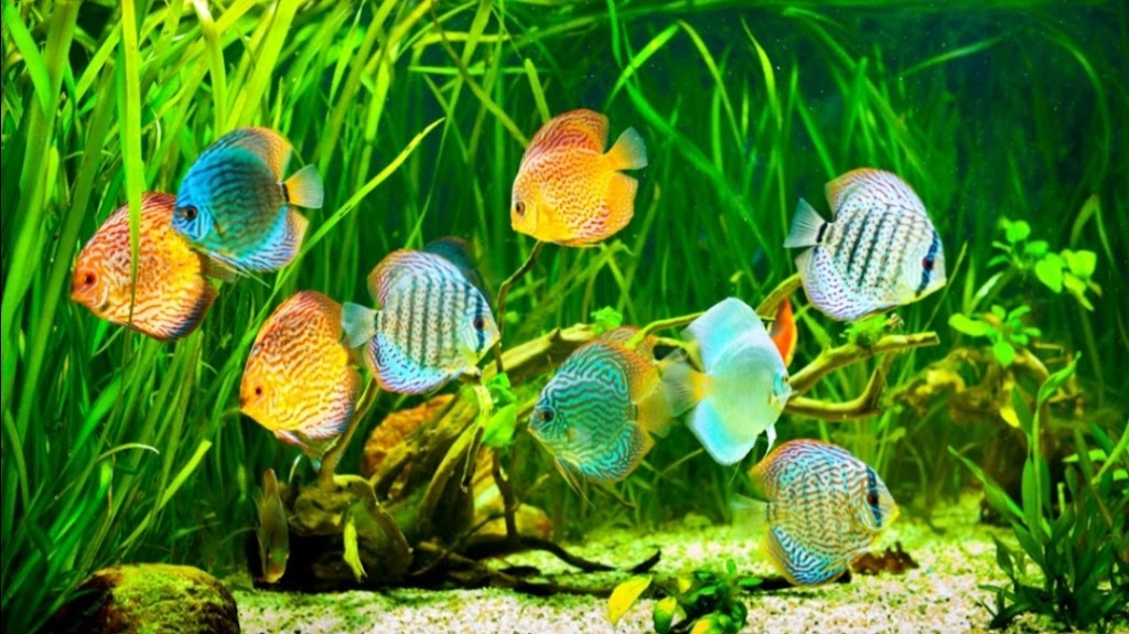 Coral Reefs & Aquariums | 20 Davenrich Ct, Brampton, ON L6Z 1N6, Canada | Phone: (905) 794-2224