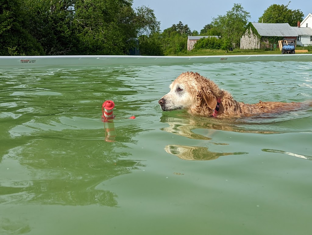 Aqua Terra Kennels | 50 Ridge Rd, Upper Stewiacke, NS B0N 2P0, Canada | Phone: (902) 671-2265