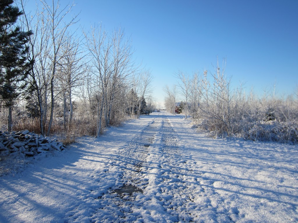 Bastien Christmas Tree Farm | 13106 Concession Rd 13, McGregor, ON N0R 1J0, Canada | Phone: (519) 726-0679