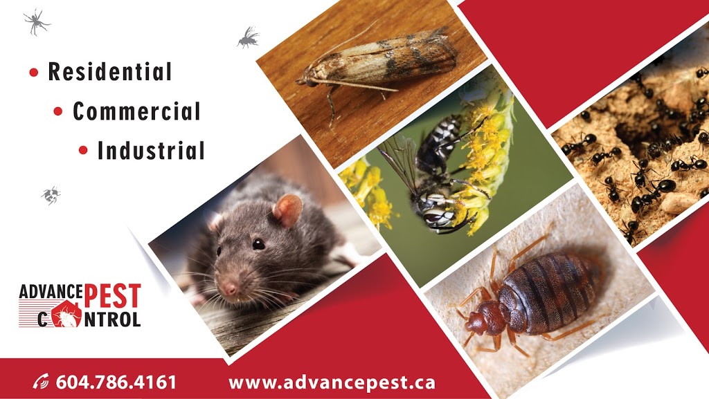 Advance Pest - Pest Control Coquitlam/Port Coquitlam | 2067 Concord Ave, Coquitlam, BC V3K 1K4, Canada | Phone: (877) 457-3297