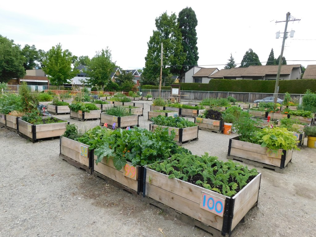 Cambie & 16th Temporary Community Garden | 3220 Cambie St, Vancouver, BC V5Z 2W4, Canada | Phone: (778) 381-8337