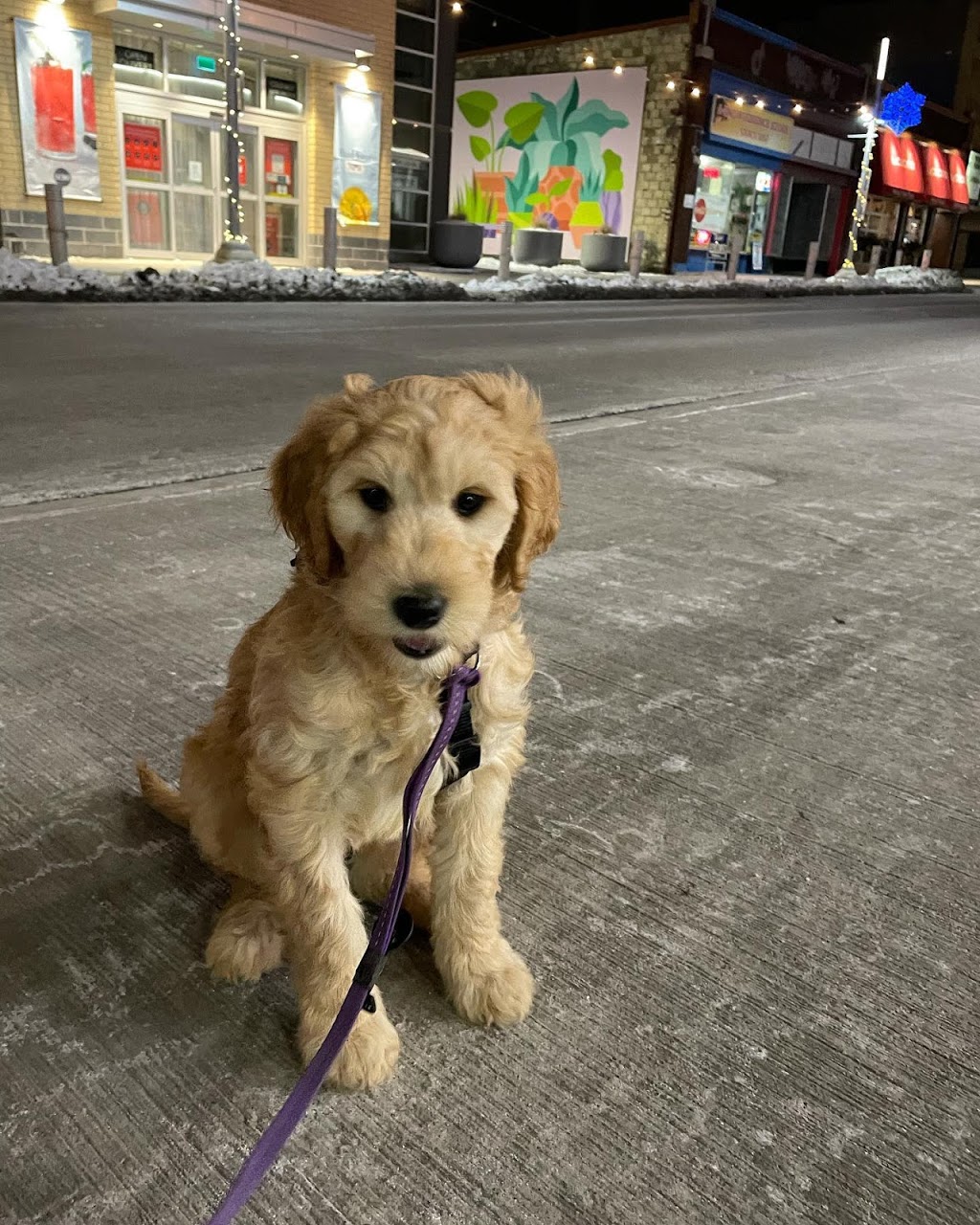 Puppy Power Dog Training Classes | 54 Guelph Ave, Cambridge, ON N3C 1A3, Canada | Phone: (519) 781-8701