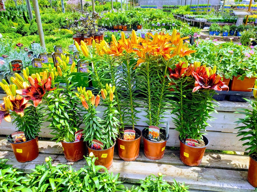 Holland Valley Nursery | 402 Queensville Side Rd rr # 1, Newmarket, ON L3Y 4V8, Canada | Phone: (905) 836-6900