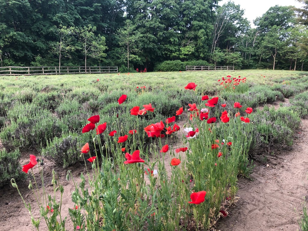 Sparta Lavender Farm | 47589 Sparta Line, Aylmer, ON N5H 2R4, Canada | Phone: (226) 236-5530