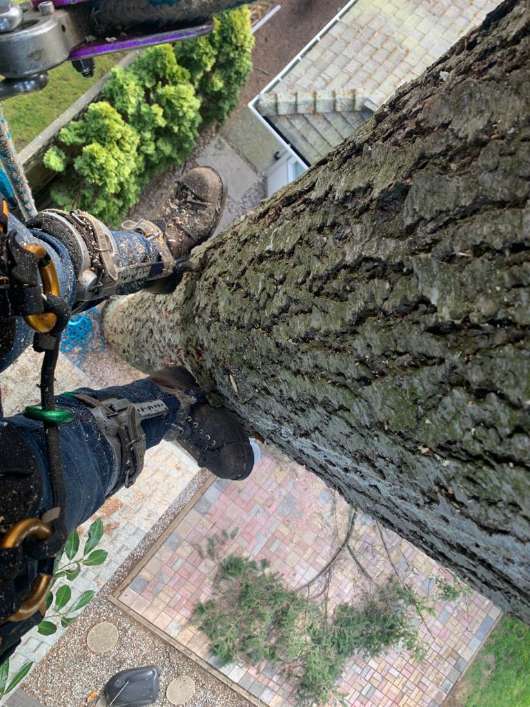 Bold Tree Service | 2937 224 St, Langley, BC V2Z 3B4, Canada | Phone: (778) 242-5094