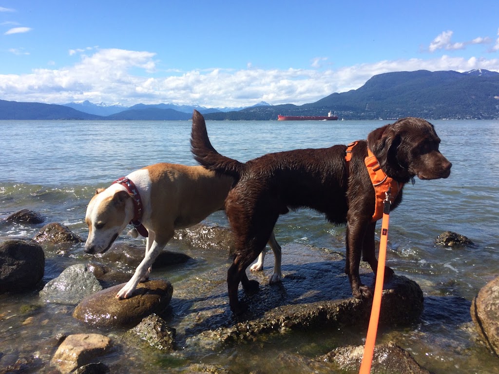 Lucky Paws Dog Walking | 44 E 13th Ave, Vancouver, BC V5T 4K7, Canada | Phone: (778) 908-1585