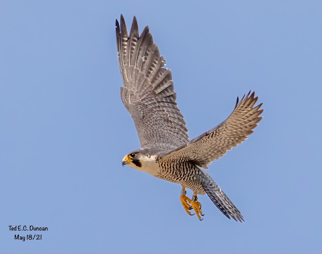 Canadian Peregrine Foundation | 25 Crouse Rd Suite 20, Toronto, ON M1R 5P9, Canada | Phone: (416) 481-1233