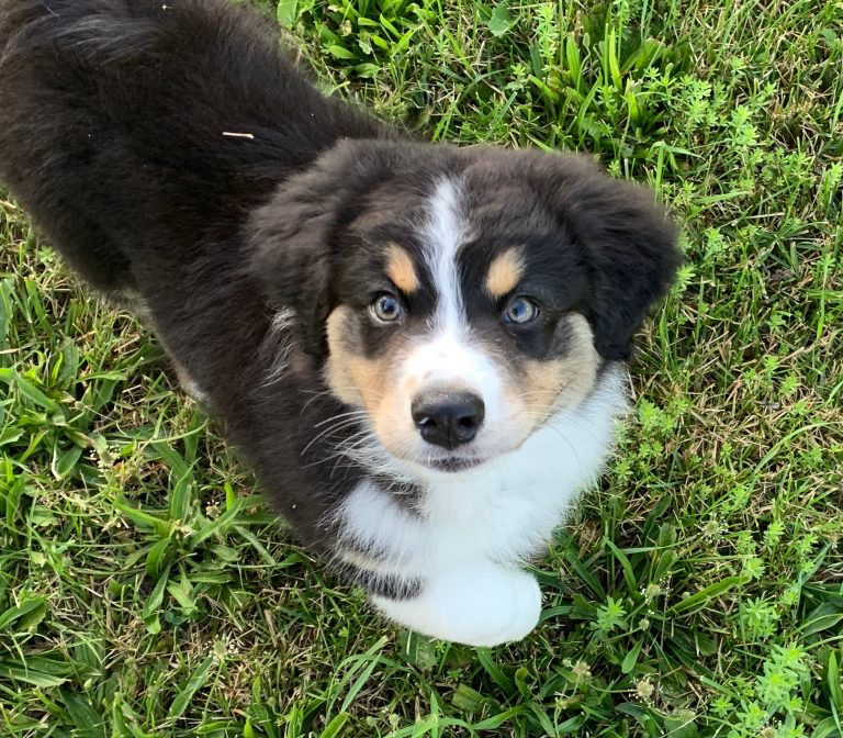 Jane Book Dog Obedience School | 4696 Bartlett Rd S Unit 14, Beamsville, ON L0R 1B1, Canada | Phone: (905) 563-7191